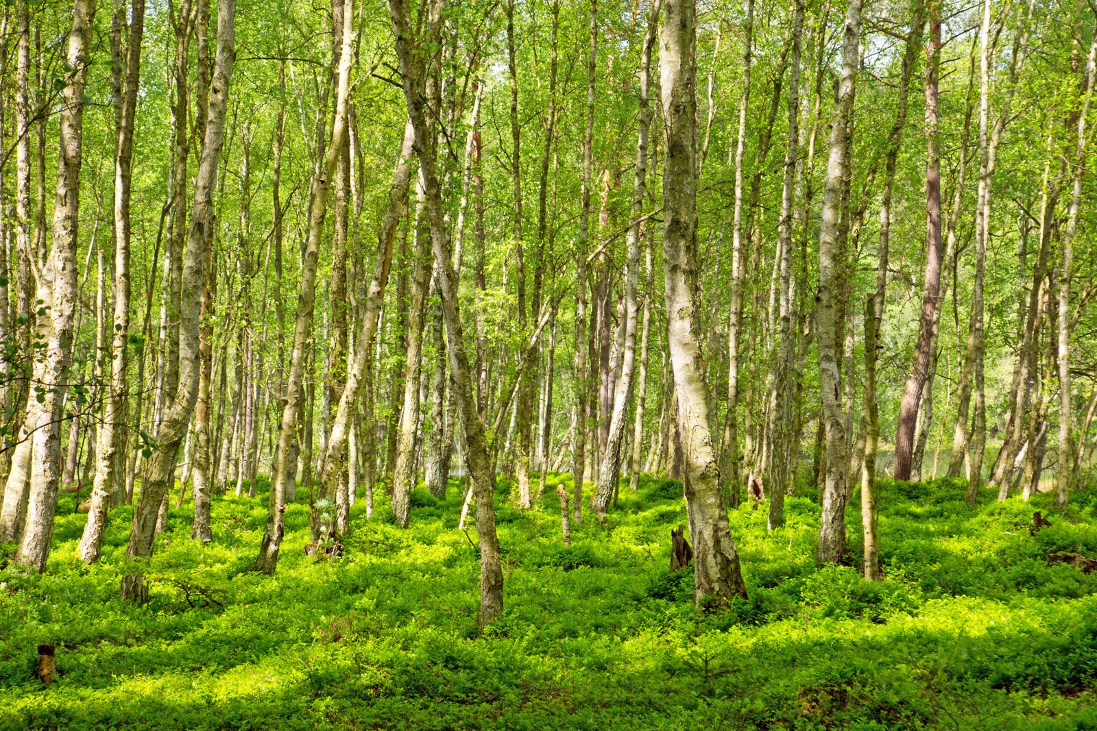 Naturnahe - Arztpraxis Abusbaih - Ihr Hausarzt in Dresden-Mickten